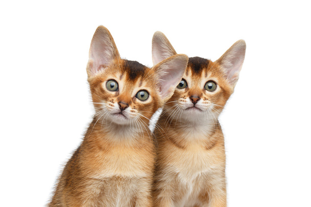 Two Cute Abyssinian Kitten on Isolated White Background - Photo, image