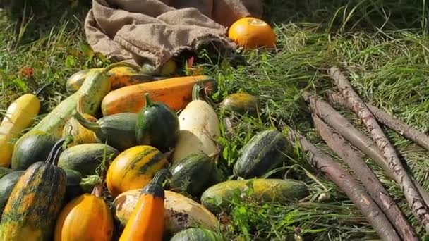 Pile of squashes. - Footage, Video