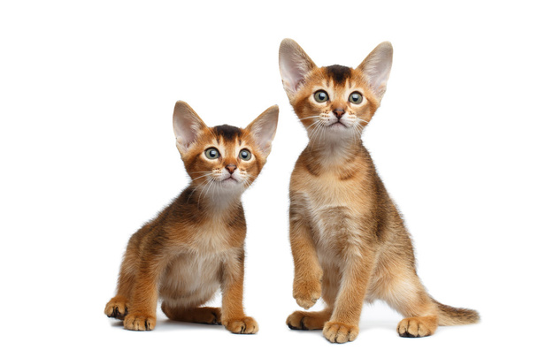 Two Little Abyssinian Kitty Sitting on Isolated White Background - Foto, Bild