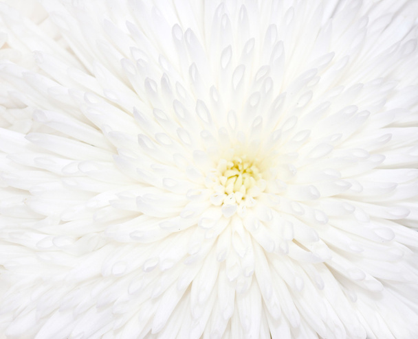 zbliżenie: Biała Chryzantema Kwiat - Zdjęcie, obraz