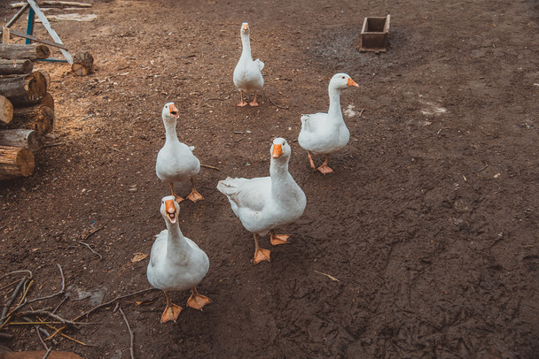 Geese. Goose farm. - Фото, зображення
