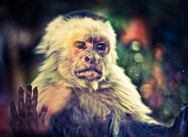 El simio desesperado
 - Foto, imagen