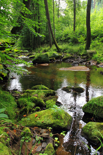 rivière dans la forêt tchèque
 - Photo, image