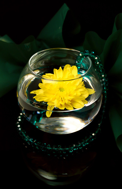 Emerald chrysanthemum - Φωτογραφία, εικόνα
