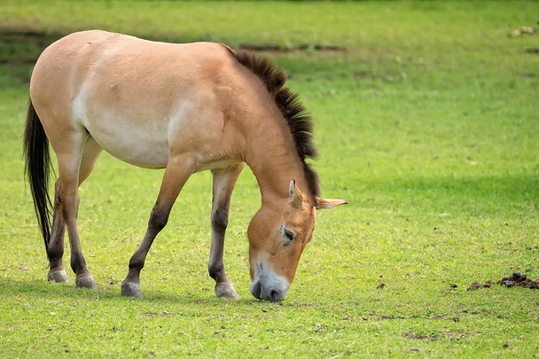 Лошадь Пржевальского на поляне
  - Фото, изображение