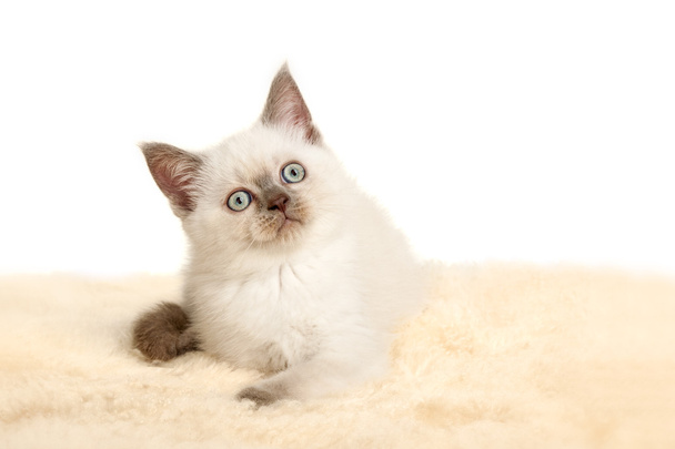 Retrato de British Shorthair Kitten sentado, color punto de color
. - Foto, Imagen