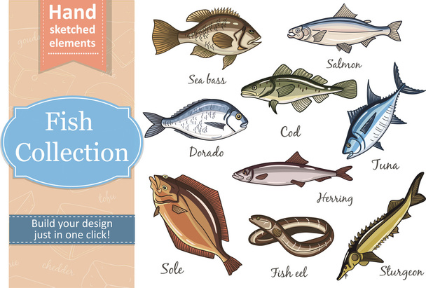 Fish collection Dorado Eel Tuna - Διάνυσμα, εικόνα