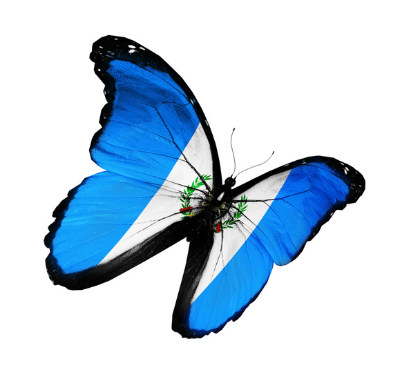 Bandeira da Guatemala borboleta voando, isolada em fundo branco
 - Foto, Imagem