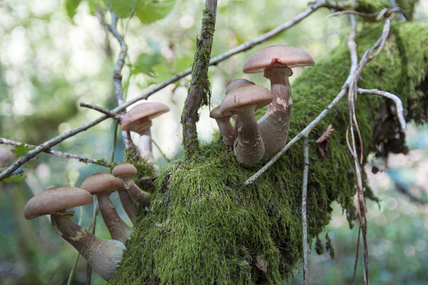 Cogumelos em uma árvore - Foto, Imagem