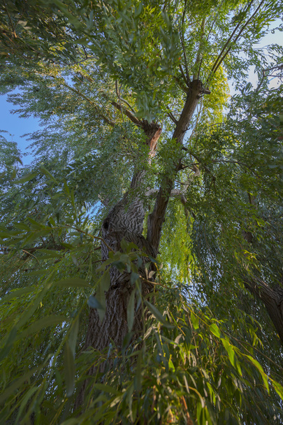 Большая старая ива с зелеными листьями
 - Фото, изображение