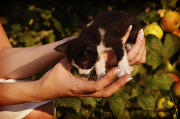 söpö pikku kissanpentu istuu naisten käsissä
 - Valokuva, kuva