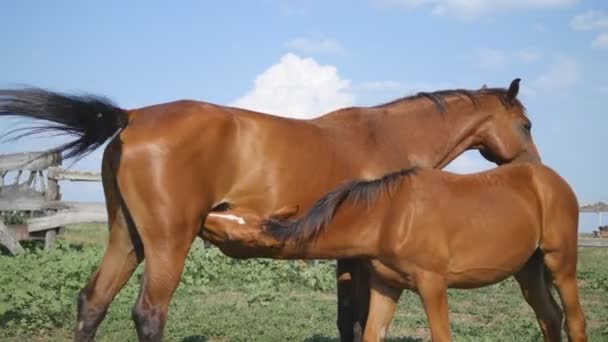 Το μικρό πουλάρι πίνει λίγο γάλα από τη μητέρα του. Το μωρό πουλάρι ρουφάει γάλα από το μητρικό άλογο στο Γκριν Χιλ. Μια φοράδα κάνει υπομονή με το πόνυ της. Γκρο πλαν. - Πλάνα, βίντεο