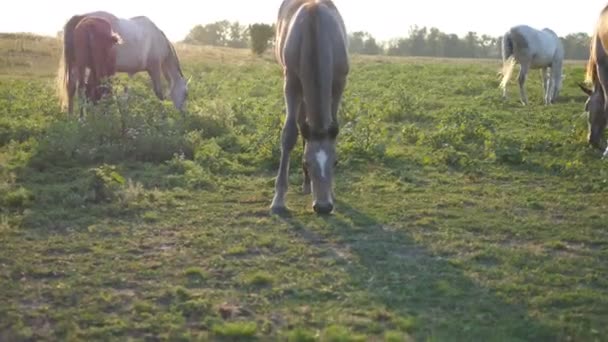 Skupina koní pasoucí se na louce. Koně chodí a jíst zelené trávy v poli. Detailní záběr - Záběry, video
