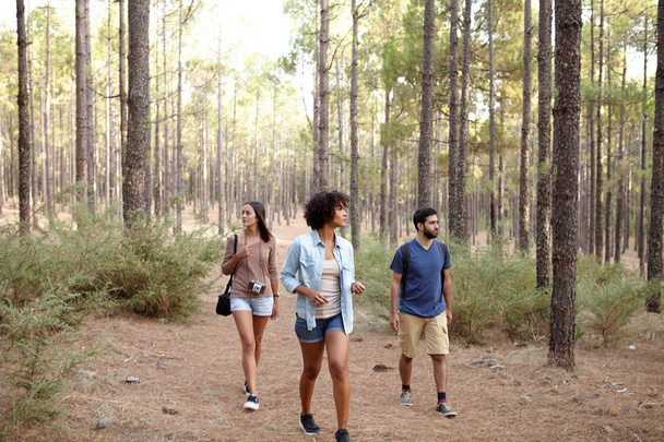 Young friends walking through forest - Fotó, kép