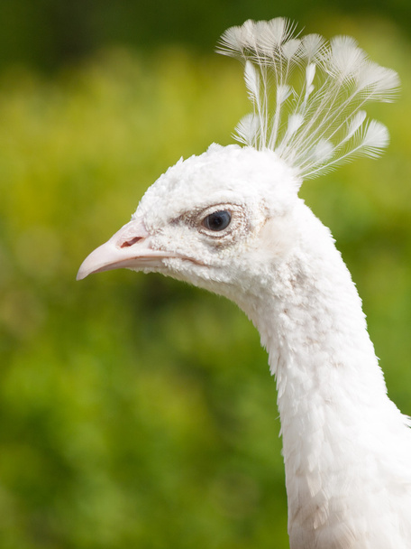 White peacock portrait - Фото, зображення