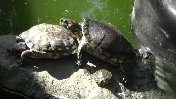 Freshwater tortoise (LAT. Trachemys scripta) - Footage, Video