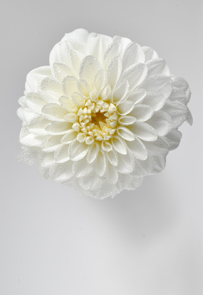 Valkoinen daaliankukka - Valokuva, kuva