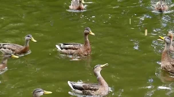 Het voeden van de eenden in het meer. Eenden wachten op eten en dan Raid It. Slow Motion. - Video