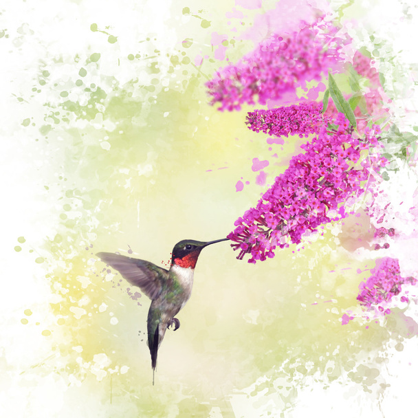 Hummingbird and Butterfly bush watercolor - Фото, изображение