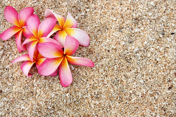 Rosa flor Leelawadee na areia branca
 - Foto, Imagem