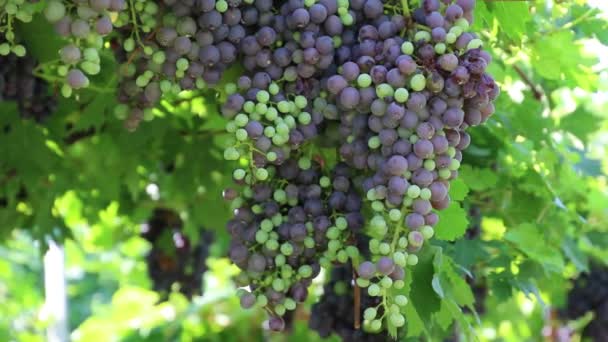 szőlő és a szőlőültetvény - Felvétel, videó