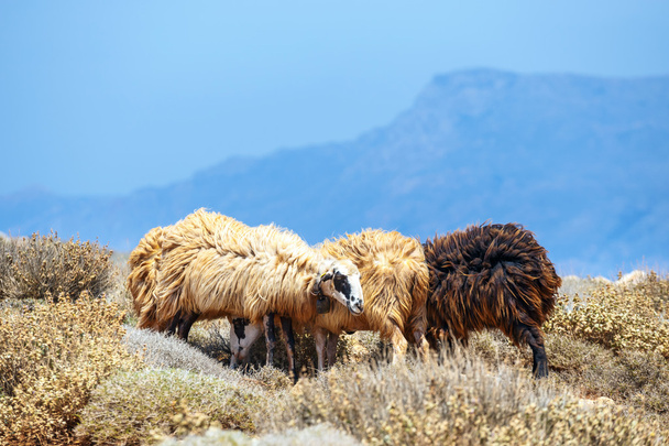 flock of sheep grazes on pasture - Photo, Image