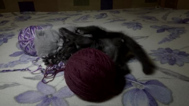 escotish pliegue joven gatito juega
 - Metraje, vídeo