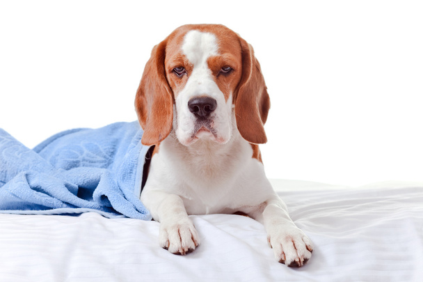 Beagle onder de blauwe deken, geïsoleerd op wit - Foto, afbeelding