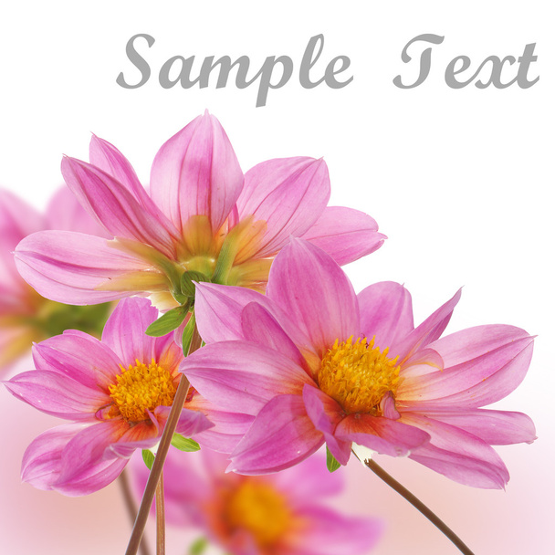 The pink beautiful decorative flowers - Foto, immagini