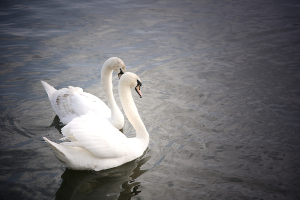 Graceful swan - Photo, Image