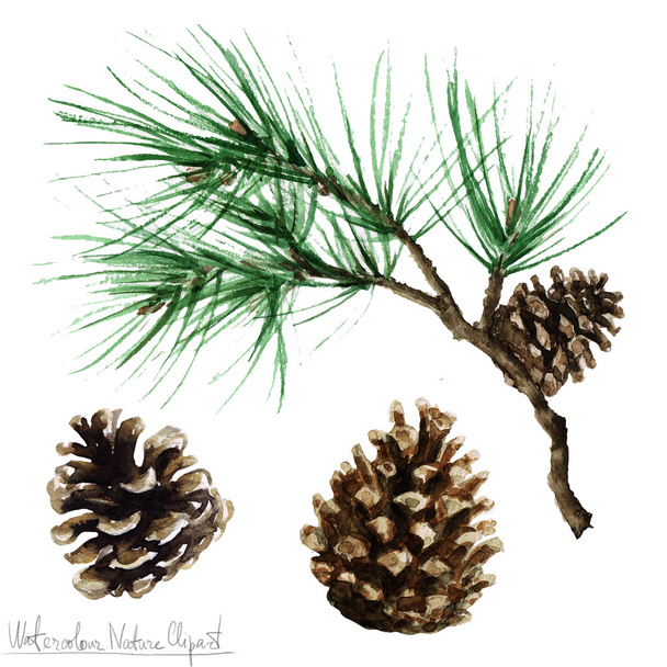 Watercolor Nature Clipart - Pine - Photo, Image
