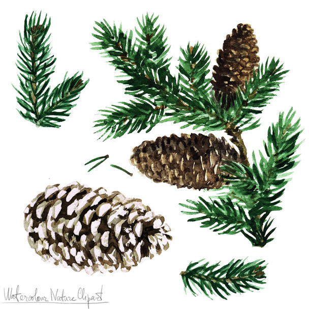Watercolor Nature Clipart - Pine - Fotó, kép