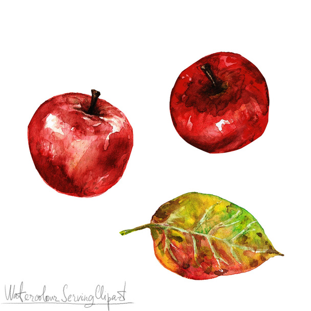 水彩自然クリップアート - 赤いりんご - 写真・画像