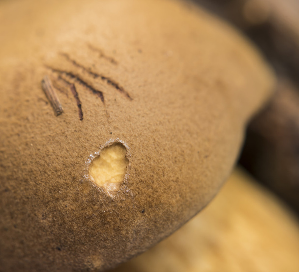 Champiñón comestible marrón en el bosque
 - Foto, imagen