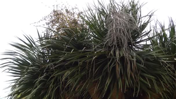 Dracaena draco, der Drachenbaum oder Drache auf den Kanarischen Inseln, ist eine subtropische baumartige Pflanze der Gattung Dracaena, die auf den Kanarischen Inseln, Kap Verde, Madeira und Marokko beheimatet ist und auf Azoren eingeführt wurde.. - Filmmaterial, Video