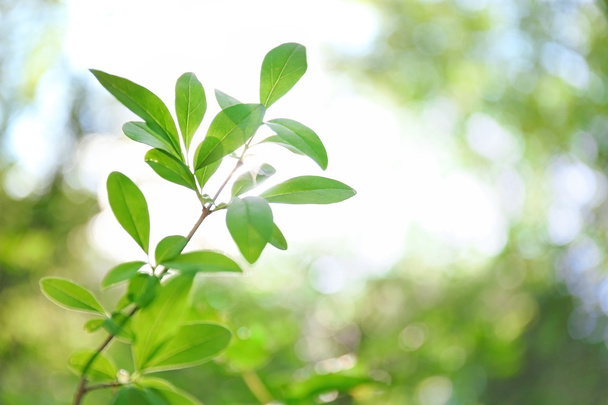 Green foliage, closeup  - Foto, Imagem
