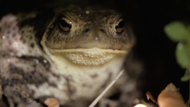 Обычная жаба (Bufo bufo), дышащая в подлеске
 - Кадры, видео