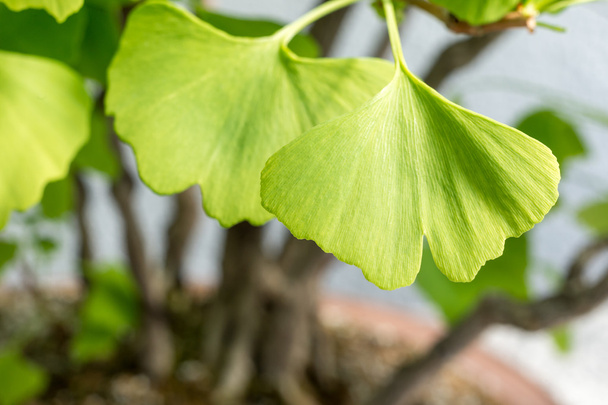 Закри листя гінкго білоба - Фото, зображення