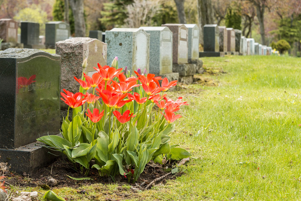 Lápidas en un cementerio con muchos tulipanes rojos
 - Foto, Imagen