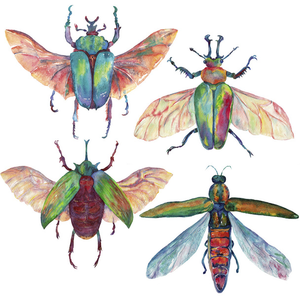 Watercolor exotic beetles and fly set. illustration - Photo, image