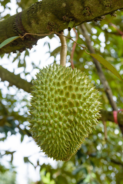 Durian trees  in orchard - Photo, Image