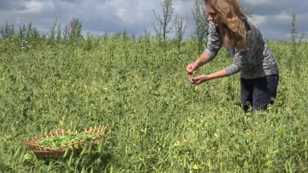 Wicker dish full of pea plant pods and pretty blond woman harvest. 4K - Séquence, vidéo
