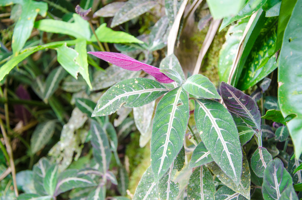 Περσική ασπίδα του καταπληκτικό μοβ φύλλα (Strobilanthes dyeriana - Φωτογραφία, εικόνα