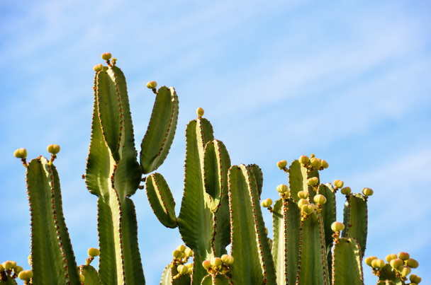 Planta de Agave Verde Cactus
 - Foto, Imagen