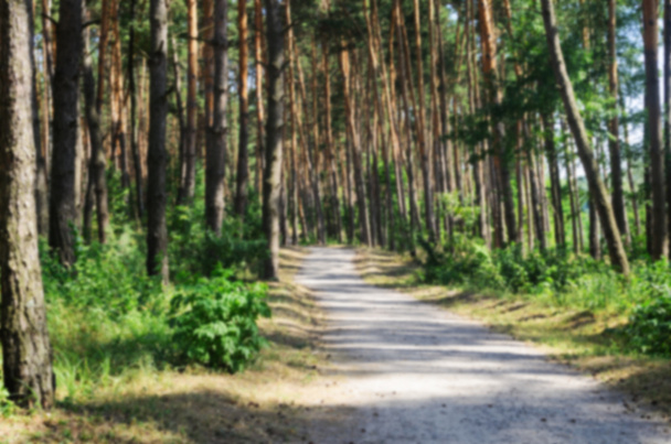 Blurred photo of road through the pine forest - Photo, Image