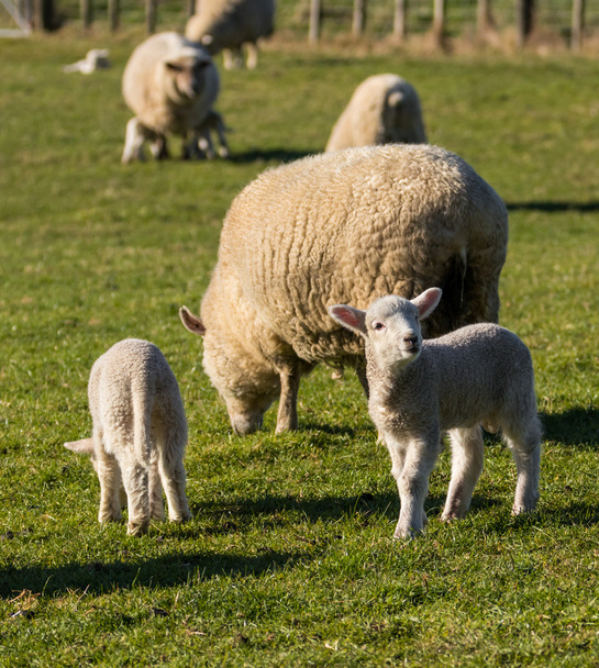 春のニュージーランドの羊 - 写真・画像