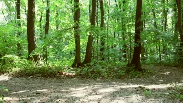 running jogging in forest. woman training, running, jogging, fitness, runner - hd video - Footage, Video