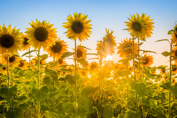Rays of the rising sun breaking through sunflower plants field. - Photo, Image