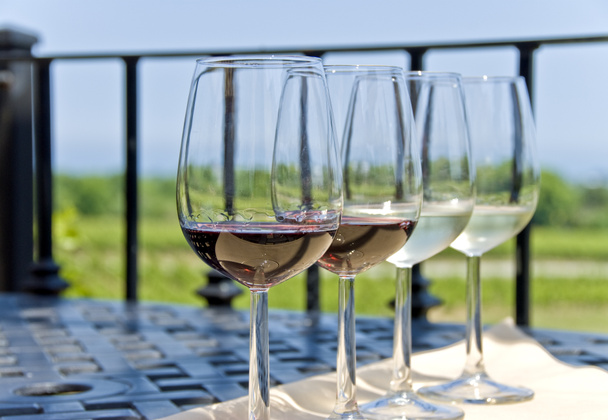 Degustación de vinos por el viñedo
 - Foto, imagen