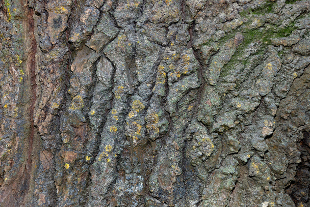 Texture from a bark of an old tree - Photo, Image